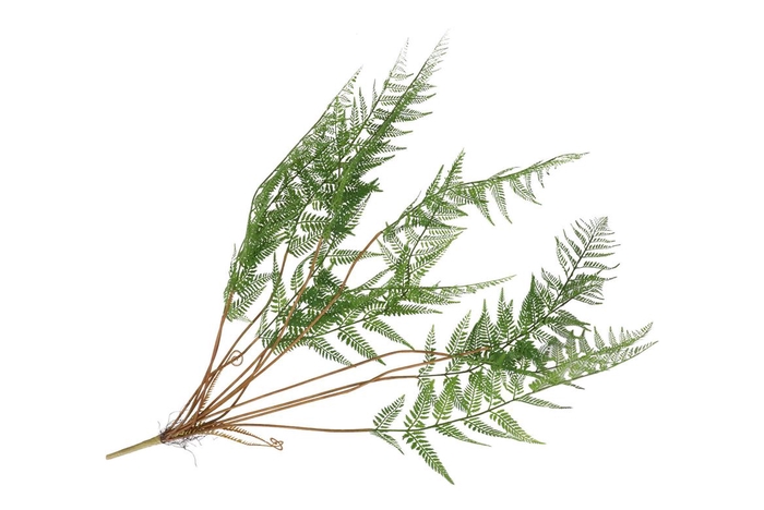 Silk Fern Cibotium Green 133cm