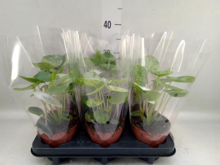 <h4>Pilea   ...</h4>