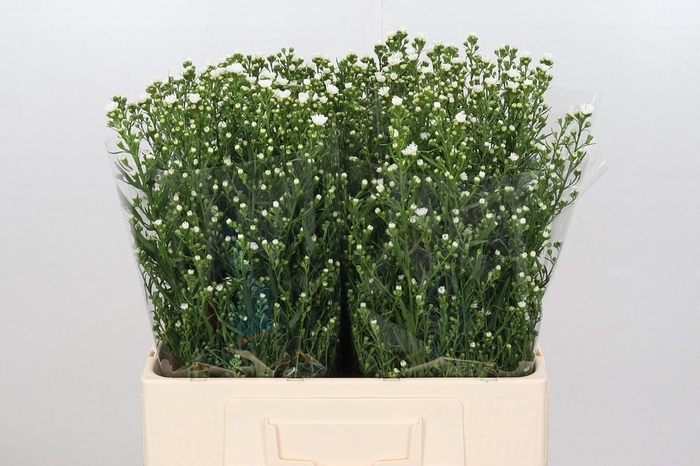 <h4>Aster Paquita</h4>