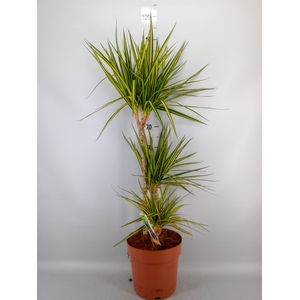 Dracaena marg. 'Sunray'