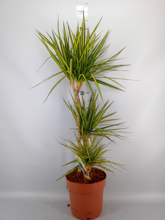 <h4>Dracaena marg. 'Sunray'</h4>