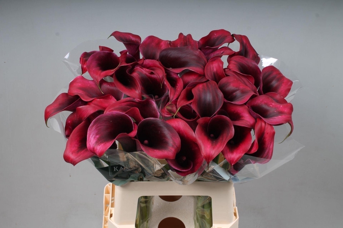<h4>CALLA CALL AMAZONE ZANT CALL AMAZON</h4>