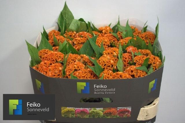 <h4>CEL C ACT ZARA</h4>