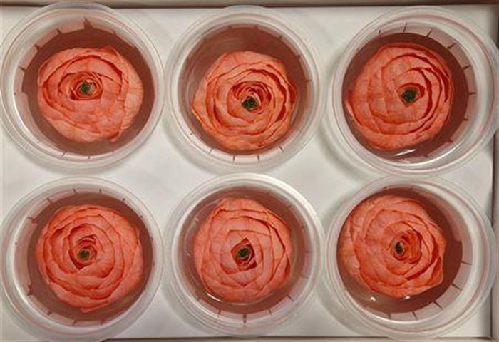 <h4>Pres Ran Pink Light</h4>