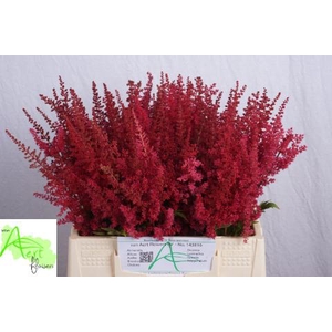 ASTIL AR PAUL GAARDE