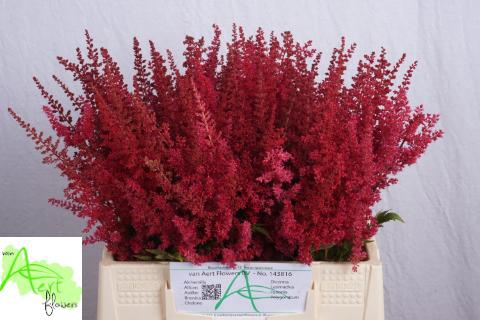 <h4>ASTIL AR PAUL GAARDE</h4>