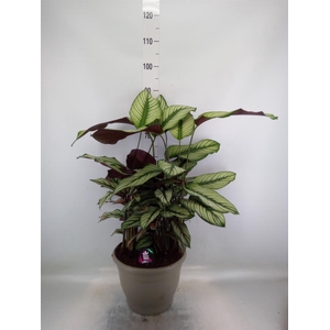 Calathea majestica 'Whitestar'