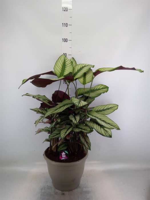 <h4>Calathea majestica 'Whitestar'</h4>