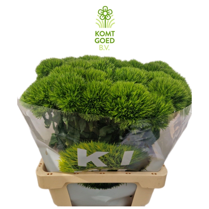 <h4>DI BARB KIWI MELLOW</h4>