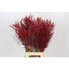 Bromelia Red Paloma