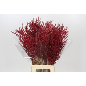 Bromelia Red Paloma