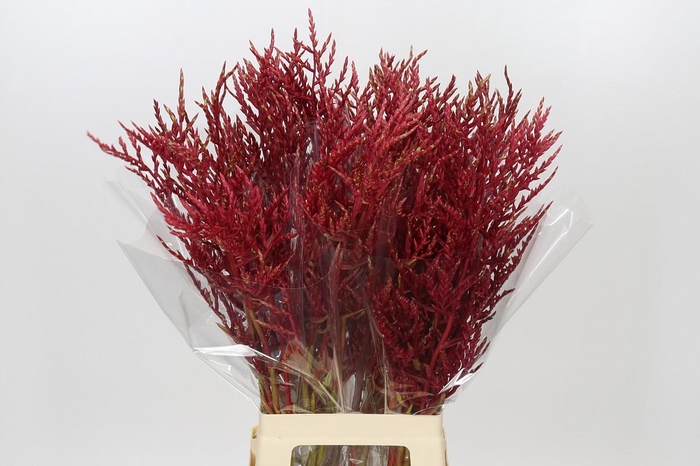 Bromelia Red Paloma