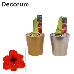 Hippeastrum Rood 2 Knop Amy KERST (Decorum)