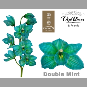 CYMB DYED DOUBLE MINT