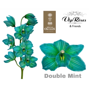 CYMB DYED DOUBLE MINT