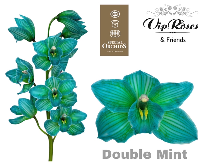 <h4>CYMB DYED DOUBLE MINT</h4>