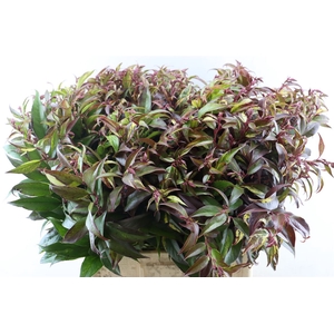 Leucothoe Fonta Rainbow