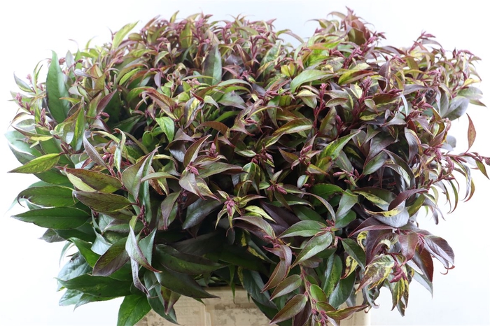 <h4>Leucothoe Fonta Rainbow</h4>