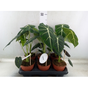 Alocasia   ...