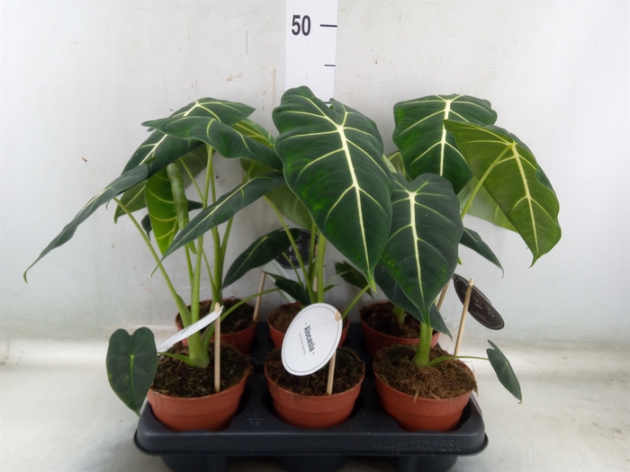 <h4>Alocasia   ...</h4>