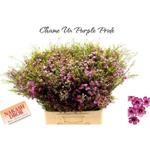 CHAME UN PURPLE PRID ANGEBOT