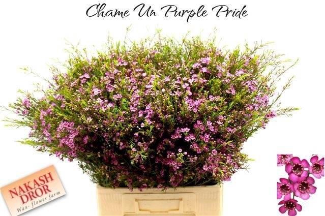<h4>CHAME UN PURPLE PRID ANGEBOT</h4>