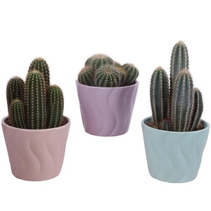 Cactus mix Ø12cm in Ø14cm Ceramic SE662