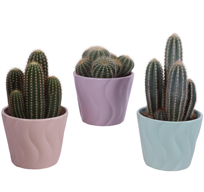 <h4>Cactus mix Ø12cm in Ø14cm Ceramic SE662</h4>