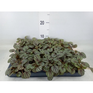 Peperomia albov. 'Piccolo Banda'