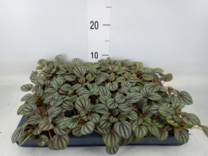 <h4>Peperomia albov. 'Piccolo Banda'</h4>