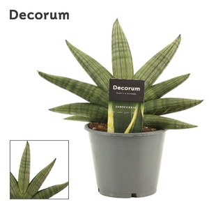 Sansevieria Rookie Fan 12 cm (Decorum)