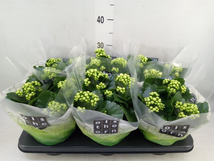 <h4>Kalanchoe blos. 'Calandiva Whites'</h4>