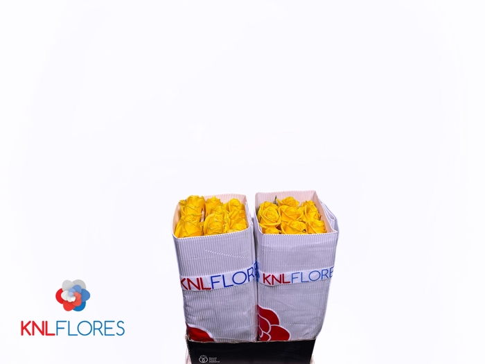 <h4>R GR MOMENTUM+</h4>