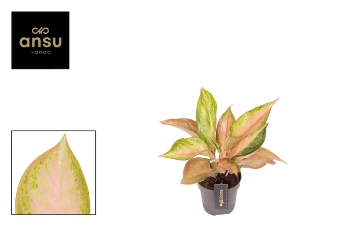 <h4>Aglaonema overig</h4>