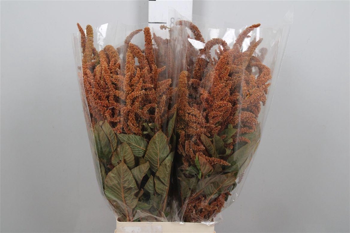 <h4>Amar Hot Biscuit</h4>