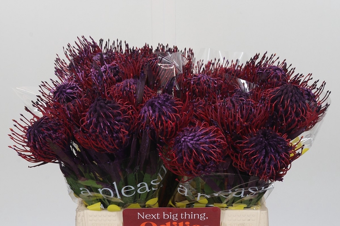 <h4>Nutans Painted Lilac</h4>