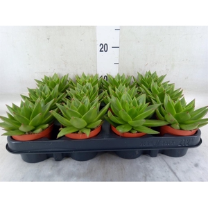 Echeveria agavoides 'Ebony'