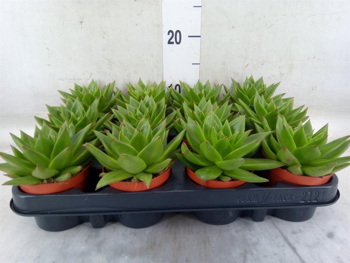 <h4>Echeveria agavoides 'Ebony'</h4>