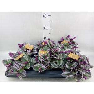 Tradescantia cerinth. 'Nanouk'