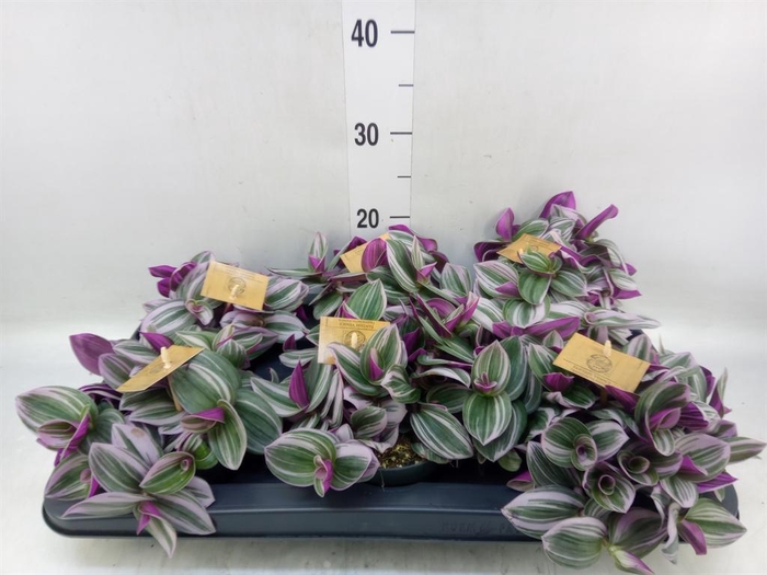 <h4>Tradescantia cerinth. 'Nanouk'</h4>