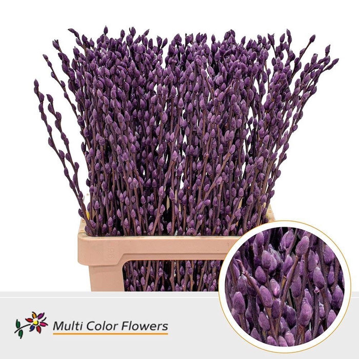 <h4>Salix caprea 'Snow Flake' .color H%</h4>