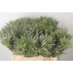 Eryngium Love White Green