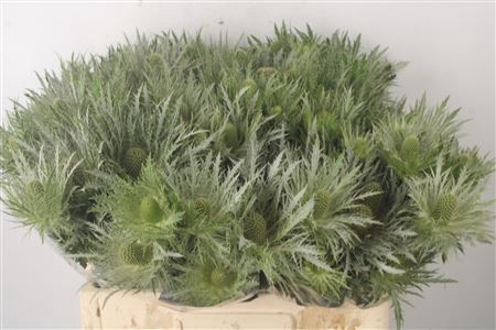 <h4>Eryngium Love White Green</h4>