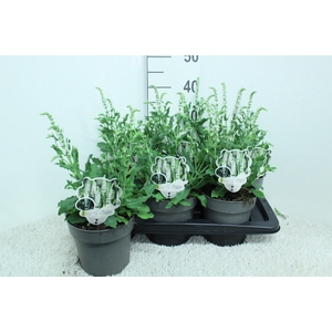 SALVIA NE SCHNEEHUGE