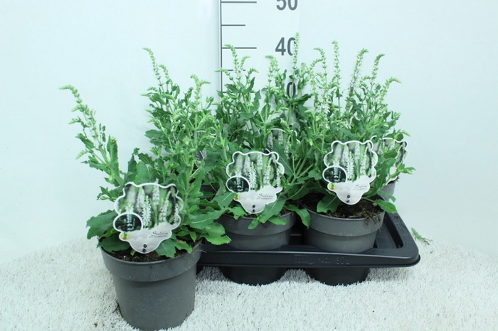 <h4>SALVIA NE SCHNEEHUGE</h4>