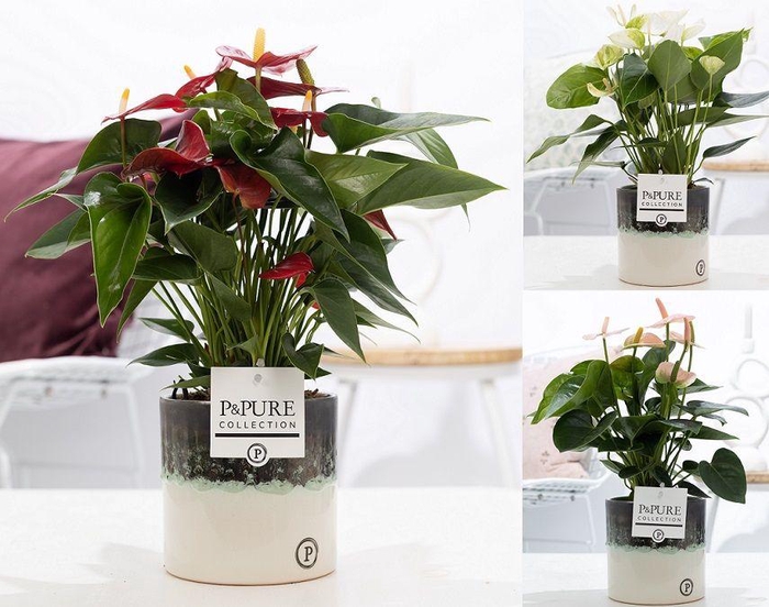 <h4>Anthurium mix in P&PURE Illusion ceramics;</h4>