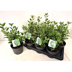 EUONYMUS JA SI SIMON