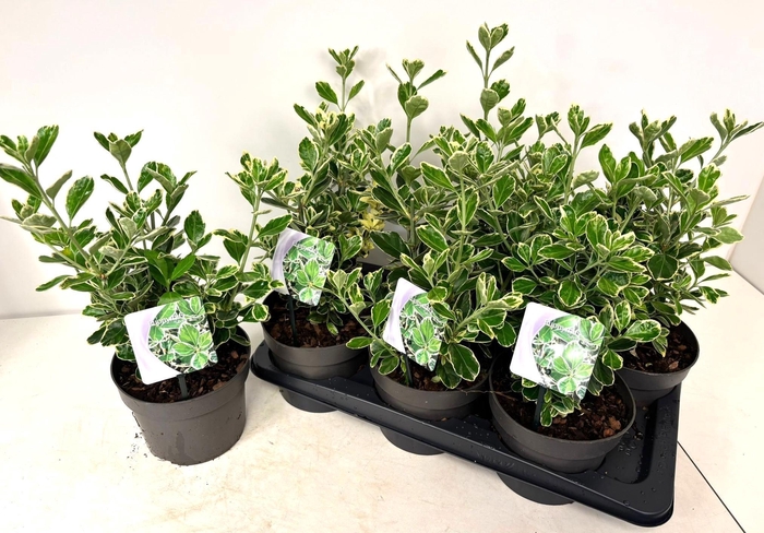 <h4>EUONYMUS JA SI SIMON</h4>