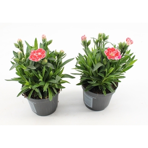 Dianthus White Red Bicolor P 9