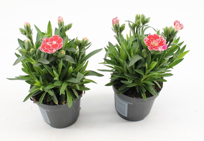 <h4>Dianthus White Red Bicolor P 9</h4>